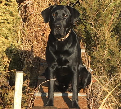 Boss
